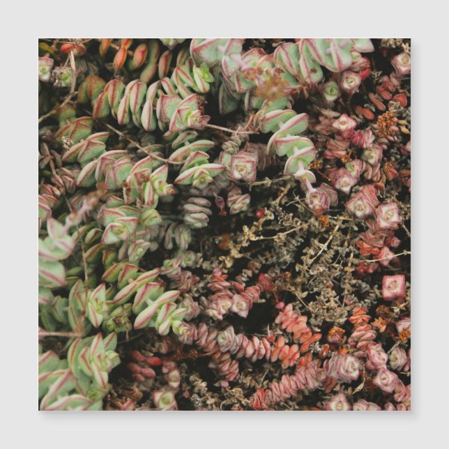 Crassula perforata (Voorkant)
