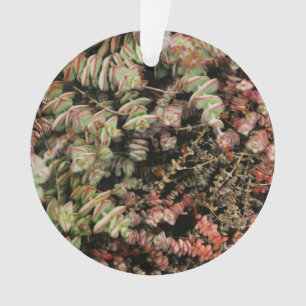 Crassula perforata