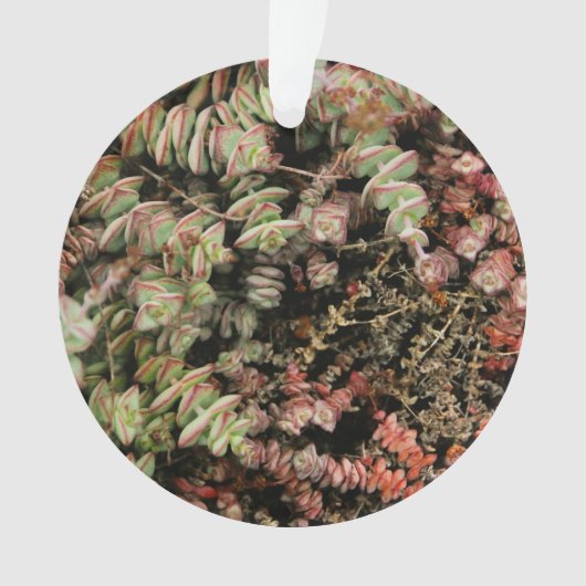 Crassula perforata (devant)