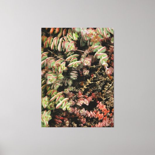 Crassula perforata canvas afdruk (Voorkant)