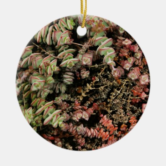 Crassula perforata keramisch ornament (Voorkant)