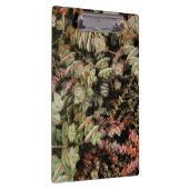 Crassula perforata klembord (Rechts)