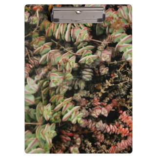 Crassula perforata klembord