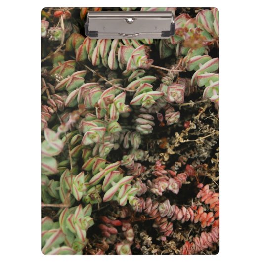 Crassula perforata klembord (Voorkant)