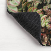 Crassula perforata muismat (Hoek)