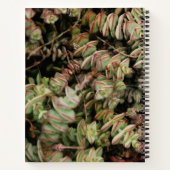 Crassula perforata notitieboek (Achterkant)