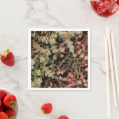 Crassula perforata servet (Insitu)