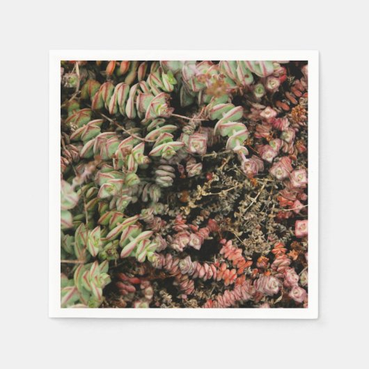 Crassula perforata servet (Voorkant)