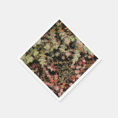 Crassula perforata servet (Hoek)