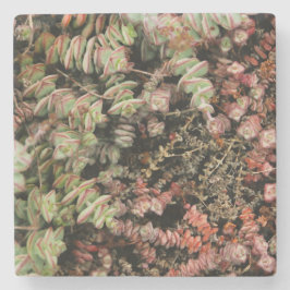 Crassula perforata stenen onderzetter