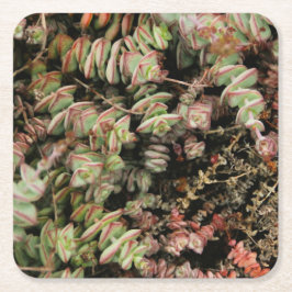 Crassula perforata vierkante kartonnen onderzetter