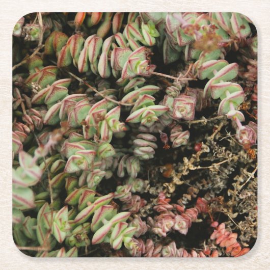 Crassula perforata vierkante kartonnen onderzetter (Voorkant)