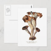 Craterellus cornucopioides briefkaart (Voorkant / Achterkant)