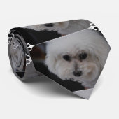 Cravate Bichon doux Frise (Roulé)