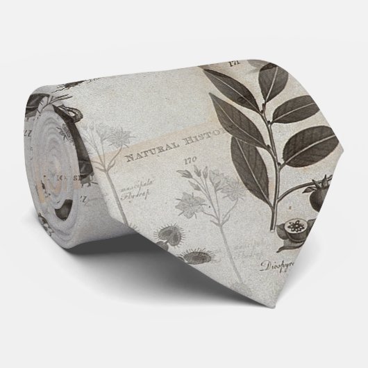 Cravate biologie de nature d'histoire de dronte (Roulé)