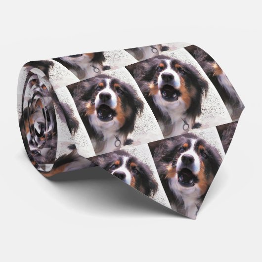 CRAVATE BORDER COLLIE (Roulé)