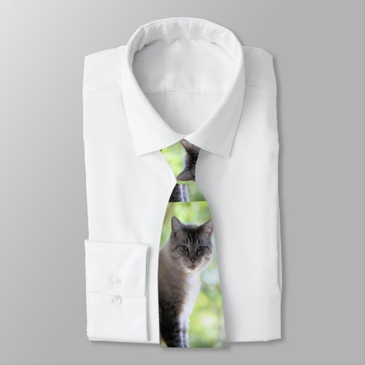 Cravate Cat (Attaché)