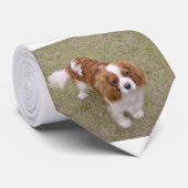 Cravate Cavalier roi-charles-spaniel plein (Roulé)