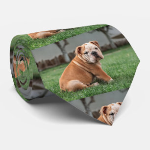 Cravate chiot bouledogue rouge et blanc