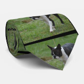 Cravate Chiot de Boston Terrier (Roulé)