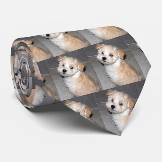 Cravate Chiot de Havanese (Roulé)