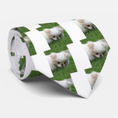 Cravate Chiot japonais 2.png (Roulé)