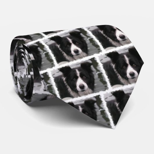 Cravate de border collie (Roulé)