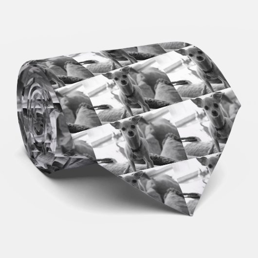 Cravate de chiwawa (Roulé)