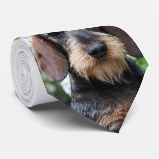 Cravate de Hamish (Roulé)