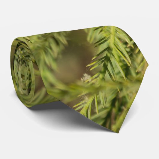Cravate de la branche Bald Cypress (Roulé)