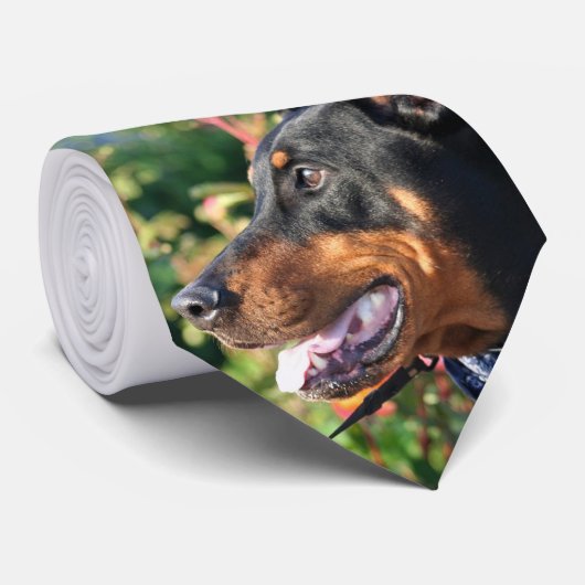 Cravate de Pinscher de dobermann (Roulé)