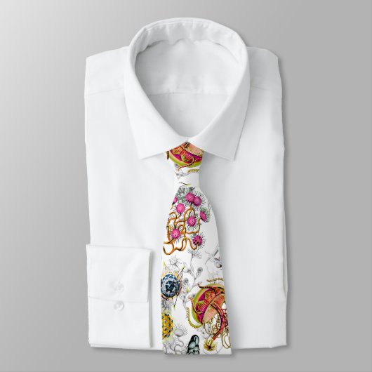 Cravate Haeckeliana (Attaché)