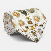 Cravate Illustration d'arachnide d'Ernst Haeckel Entomolog (Roulé)