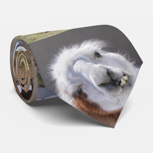 Cravate Lama, lama, lama (Roulé)