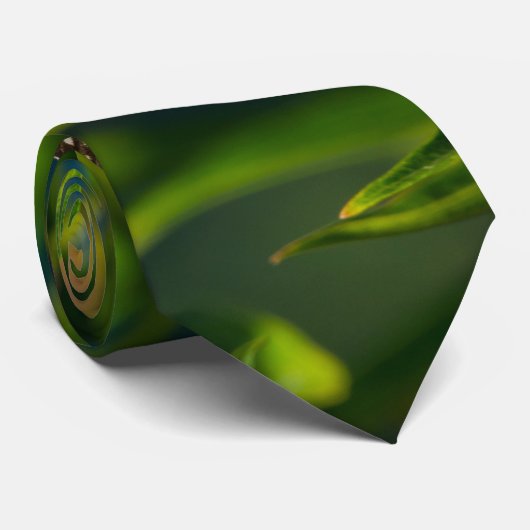 Cravate Monarque Et Milkweed (Roulé)