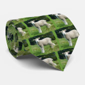 Cravate Moutons boueux mignons de bébé d'agneau dans le (Roulé)