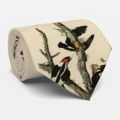 Cravate Oiseaux d'Amérique du pic à l'ivoire (Roulé)