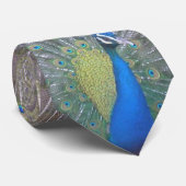 Cravate Paon (celui) (Roulé)