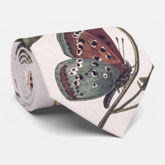 Cravate Papillon et papillon de Paul Gervais (Roulé)