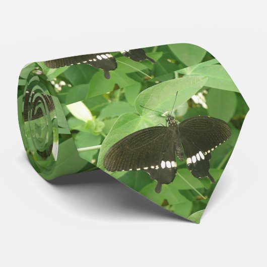 Cravate papillon mormon commun (Roulé)