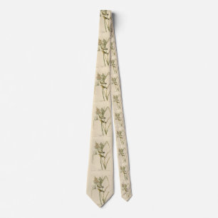 Cravate Paruline des Prairies d'Audubon's Birds of America