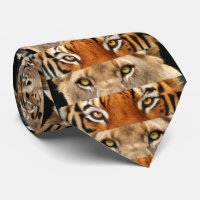 Photo de yeux de tigre et de lion