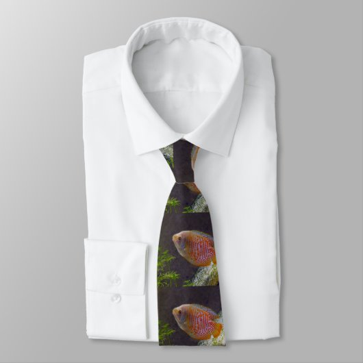 Cravate Poisson nain Gourami (Attaché)