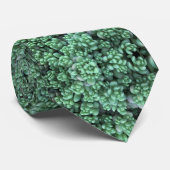 Cravate Succulent vert de Dasyphyllum de sedum (Roulé)