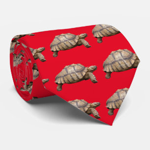Cravate Tortue aiguillée africaine