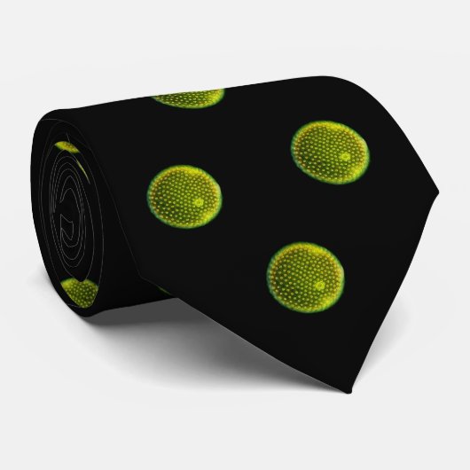 Cravate Volvox (Roulé)