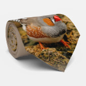 Cravate Zebra Finch sur les rochers (Roulé)