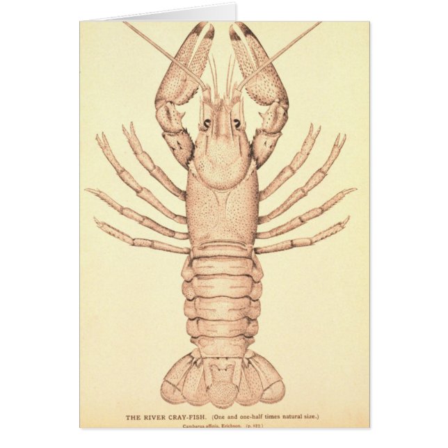 Crayfish (Voorkant)