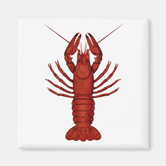Crayfish Magneet (Voorkant)