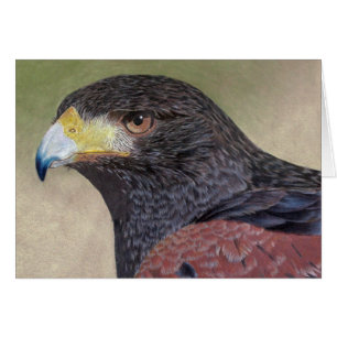 Crayons de couleur Harris Hawk
